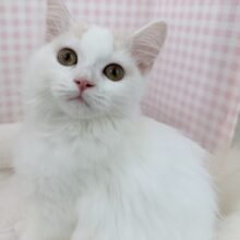 最新📷甘々❤️スコティッシュフォールドちゃん！