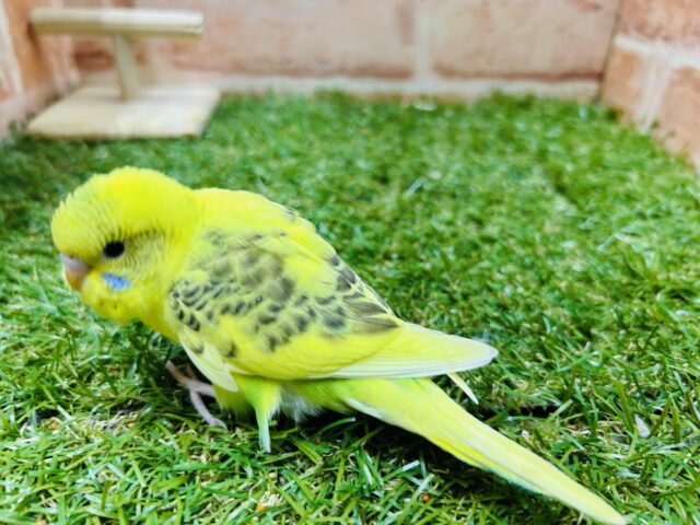 ⭐️⭐️セキセイインコ(ハルクイン)⭐️⭐️ セキセイインコ