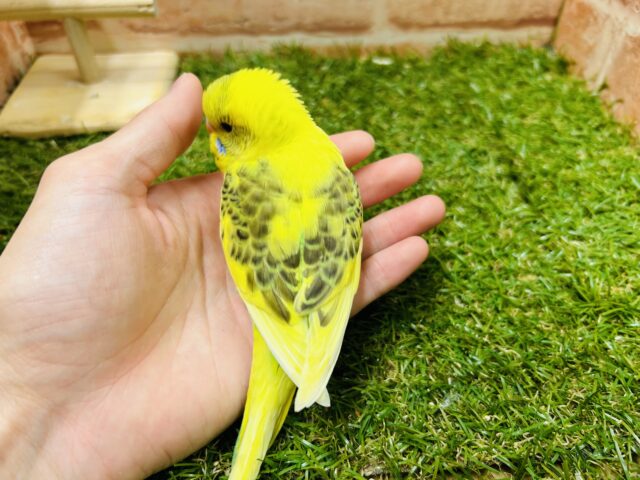 ⭐️⭐️セキセイインコ(ハルクイン)⭐️⭐️ セキセイインコ