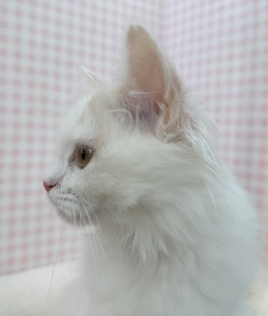 スコティッシュフォールド