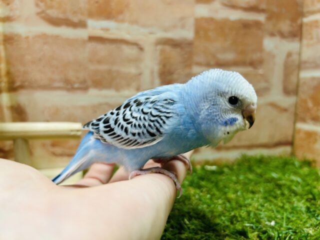 澄み渡るブルーカラー💙💙 セキセイインコ(オパーリン) セキセイインコ
