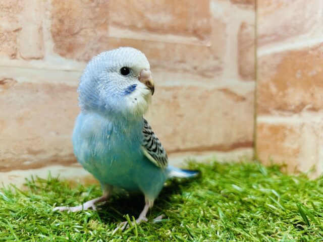 澄み渡るブルーカラー💙💙 セキセイインコ(オパーリン) セキセイインコ