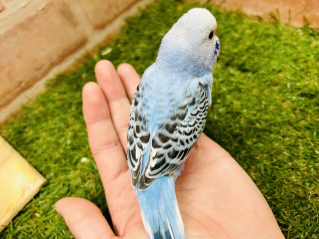 澄み渡るブルーカラー💙💙 セキセイインコ(オパーリン) セキセイインコ