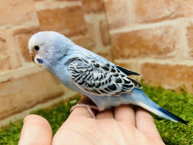 澄み渡るブルーカラー💙💙 セキセイインコ(オパーリン) セキセイインコ