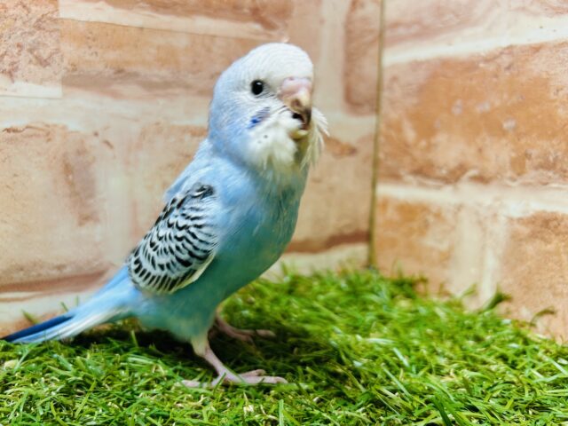 澄み渡るブルーカラー💙💙 セキセイインコ(オパーリン) セキセイインコ