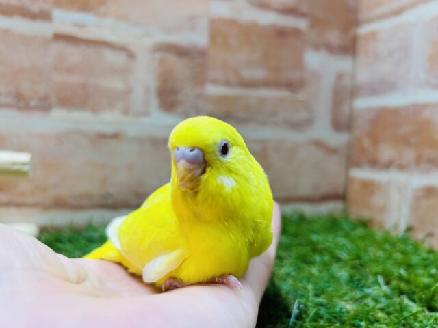 ヒヨコそっくり⁉️ セキセイインコ(ルチノー) セキセイインコ