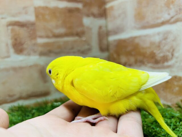 ヒヨコそっくり⁉️ セキセイインコ(ルチノー) セキセイインコ