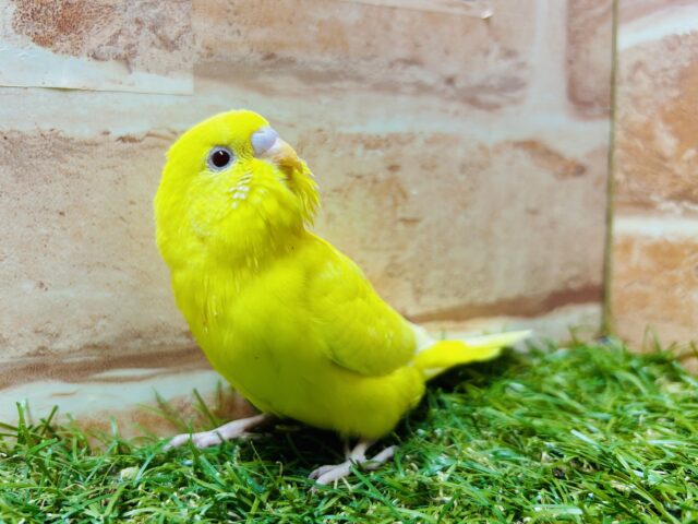ヒヨコそっくり⁉️ セキセイインコ(ルチノー) セキセイインコ
