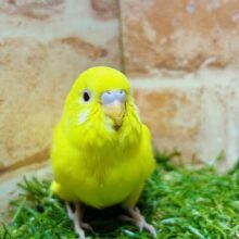ヒヨコそっくり⁉️ セキセイインコ(ルチノー)