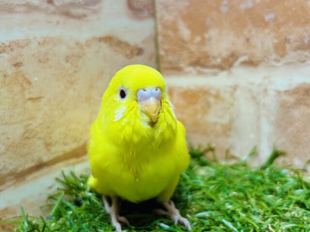 ヒヨコそっくり⁉️ セキセイインコ(ルチノー) セキセイインコ