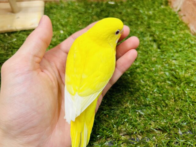 ヒヨコそっくり⁉️ セキセイインコ(ルチノー) セキセイインコ