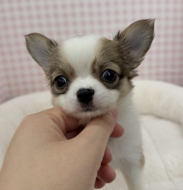 チワワ
