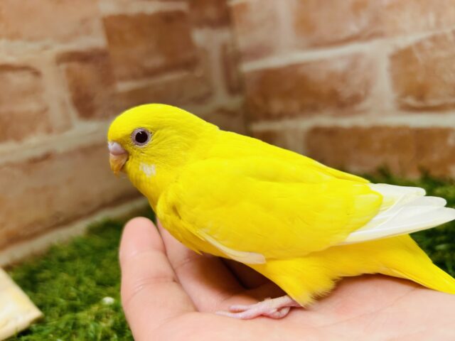 ヒヨコそっくり⁉️ セキセイインコ(ルチノー) セキセイインコ