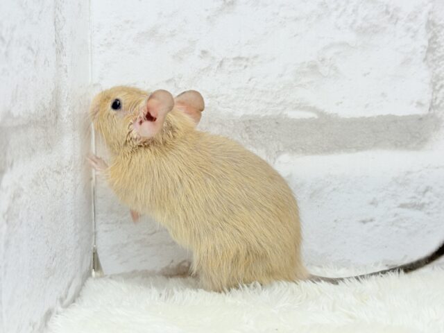デグー