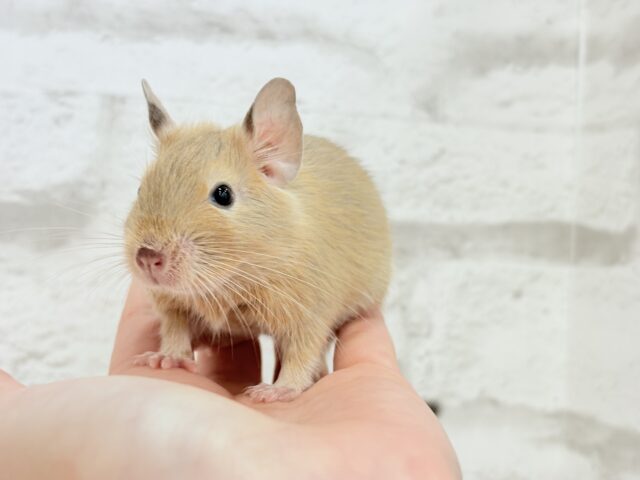 デグー