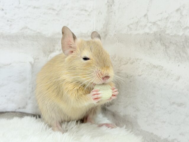 デグー