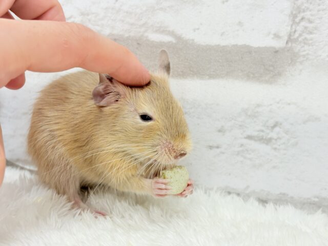 デグー