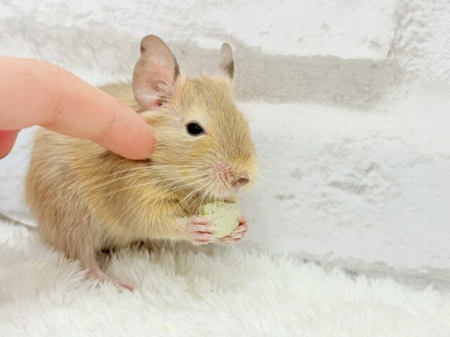 デグー
