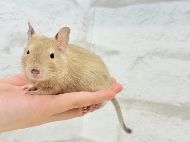 デグー