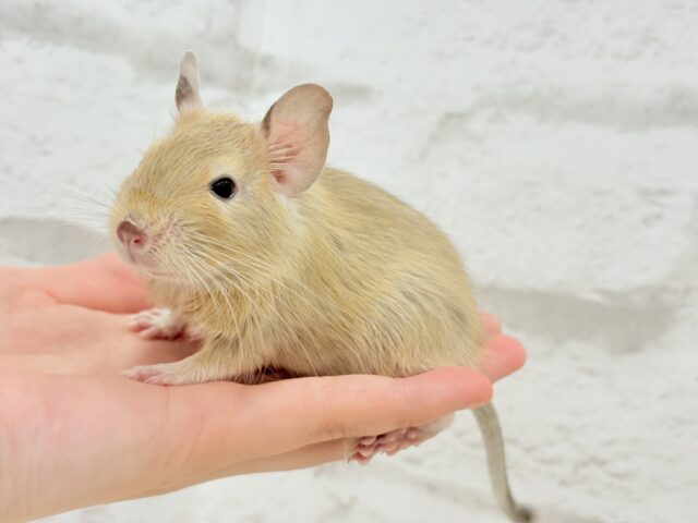 デグー