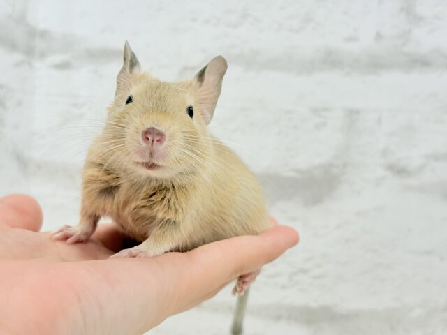 デグー