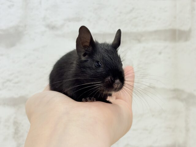 デグー