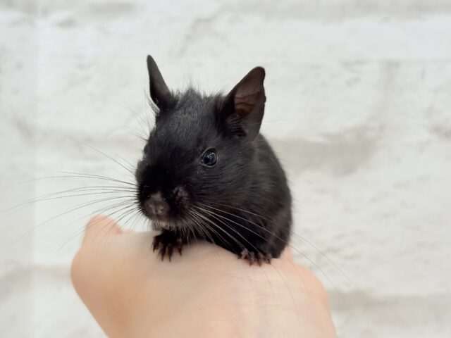 デグー