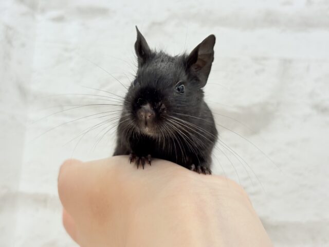 デグー