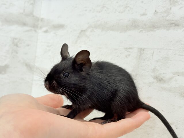 デグー