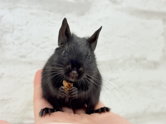 デグー