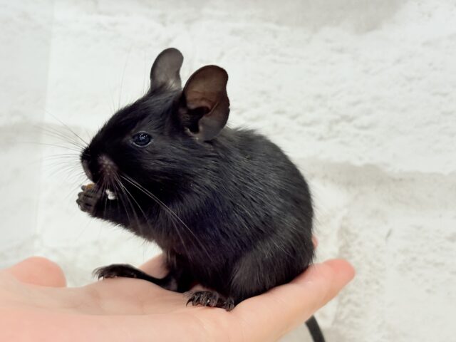 デグー