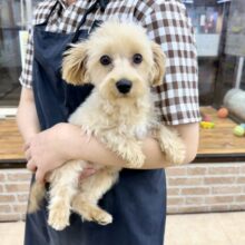 ハーフ犬（トイプードル✖️マルチーズ）女の子♪かまってちゃんすぎる！