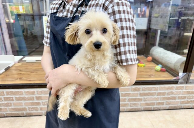 ハーフ犬（トイプードル✖️マルチーズ）女の子♪かまってちゃんすぎる！