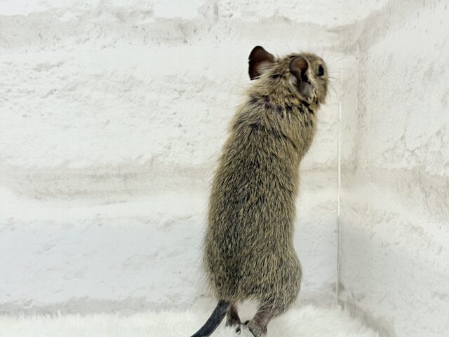 デグー