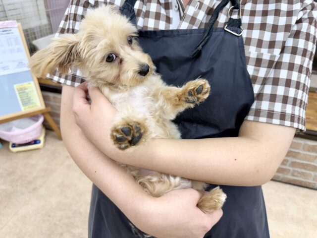 マルプー