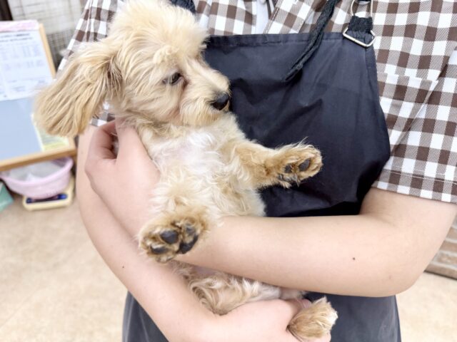 マルプー