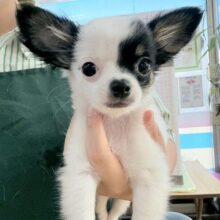 顔が左右で違う？チワマルちゃん