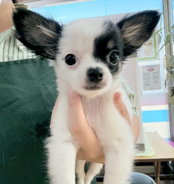 顔が左右で違う？チワマルちゃん
