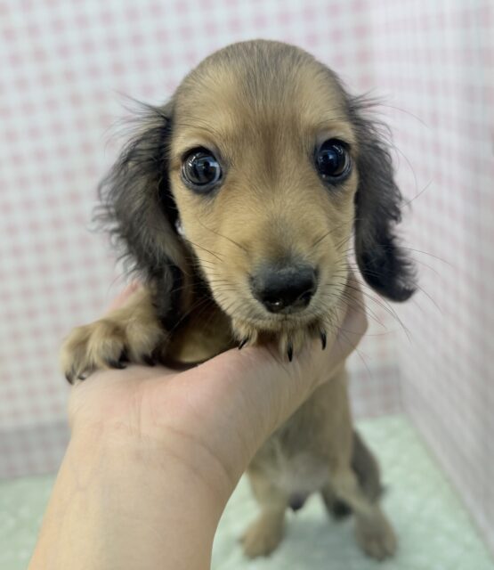 ミニチュアダックス