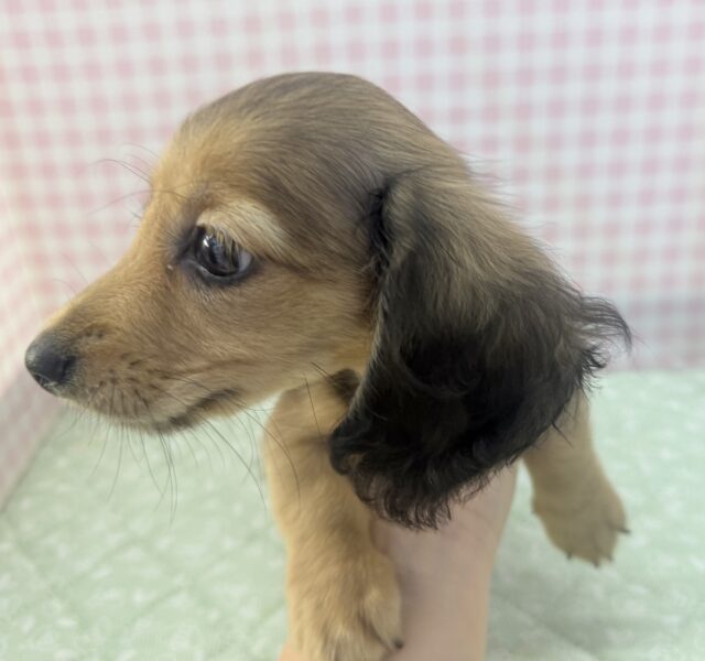 ミニチュアダックス