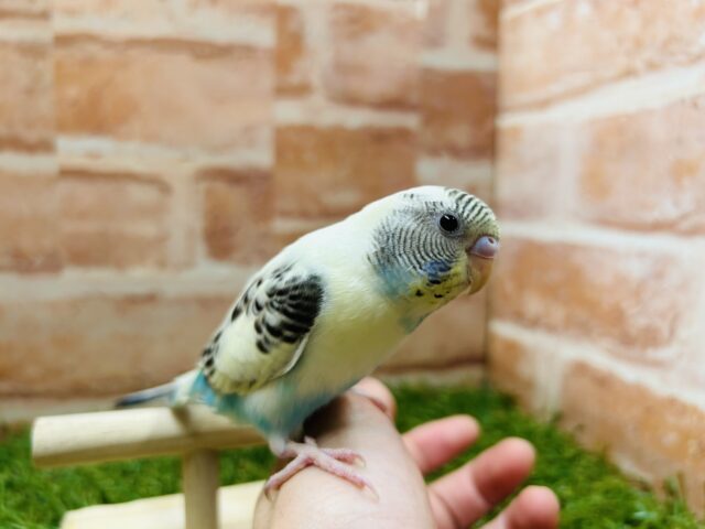 久々にあのカラーのセキセイちゃんがやってきました〜🌈 セキセイインコ(四色ハルクイン) セキセイインコ