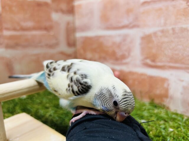 久々にあのカラーのセキセイちゃんがやってきました〜🌈 セキセイインコ(四色ハルクイン) セキセイインコ