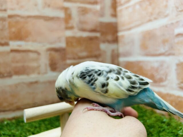 久々にあのカラーのセキセイちゃんがやってきました〜🌈 セキセイインコ(四色ハルクイン) セキセイインコ