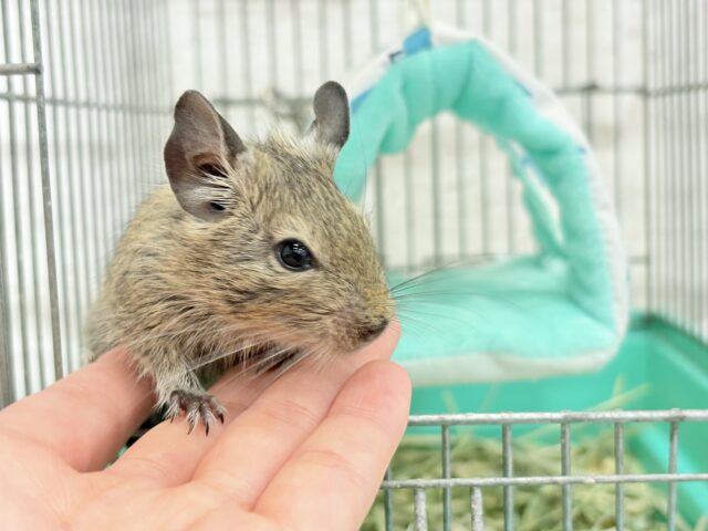 デグー