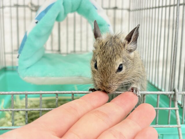 デグー