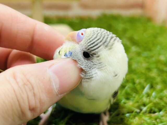 久々にあのカラーのセキセイちゃんがやってきました〜🌈 セキセイインコ(四色ハルクイン) セキセイインコ