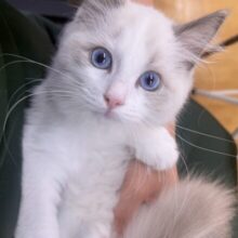 最新📷美猫降臨！ラグドールの女の子！
