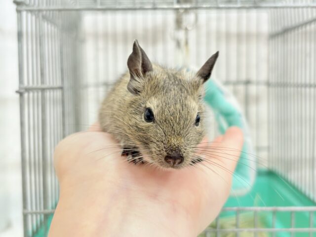 デグー