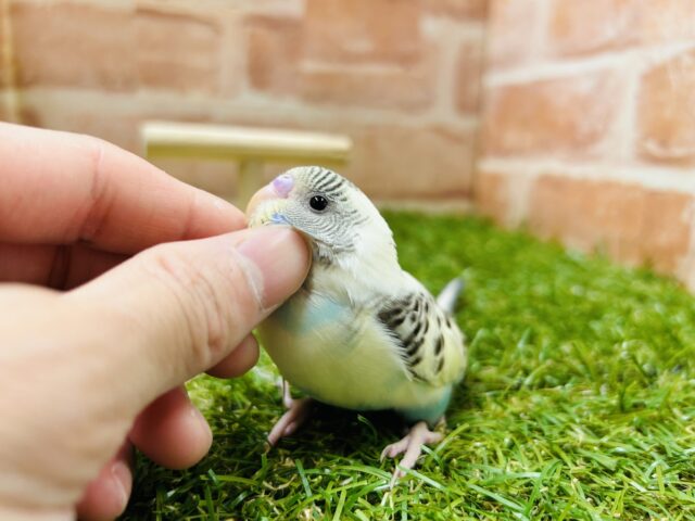 久々にあのカラーのセキセイちゃんがやってきました〜🌈 セキセイインコ(四色ハルクイン) セキセイインコ