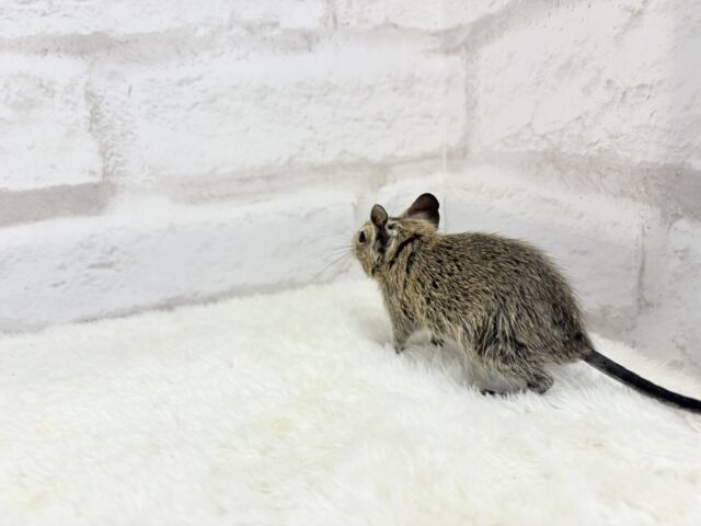 デグー